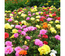 死不了花種子產(chǎn)品信息