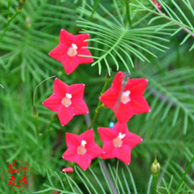 花友秀羽葉蔦蘿花卉種子盆栽爬藤攀援植物四季易種活庭院陽臺(tái).