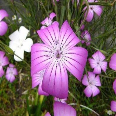 現(xiàn)貨供應(yīng) 麥仙翁種子 觀賞花卉品種 麥仙翁種子 麥仙翁花籽