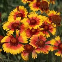 景觀花?；ɑ芊N子 廠家直銷花種批發(fā)花環(huán)菊三色菊茼蒿菊 買花種