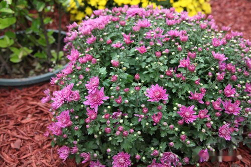 350余種秋季新優(yōu)花卉齊聚北京世界花卉大觀園 動(dòng)態(tài)