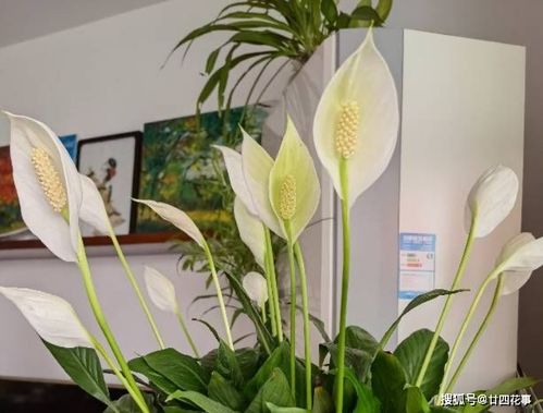 4種 懶人花 ,適合 上班狗 ,不用費(fèi)時(shí)打理,好看好養(yǎng)好開花