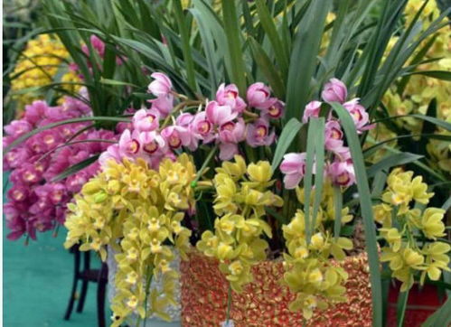 幾款小花便宜又好養(yǎng),開花漂亮花期長,一開就是300多天