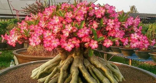 綠蘿吊蘭 看夠了 ,這5種花養(yǎng)一盆,耐旱耐曬,花開爆盆