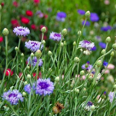 矢車菊種子藍(lán)芙蓉花卉種子藍(lán)色矢車菊矢車菊花籽美麗鄉(xiāng)村花海種子