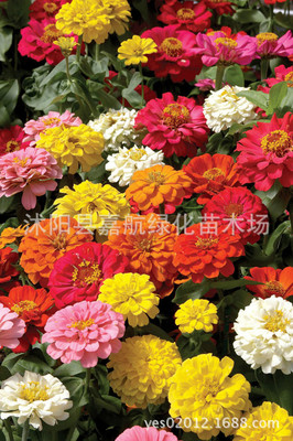 供應花卉種子、矮百日草(F1)種子百日菊種子 步步高 對葉梅