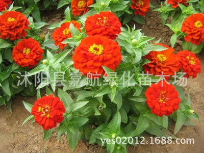 供應花卉種子、矮百日草(F1)種子百日菊種子 步步高 對葉梅