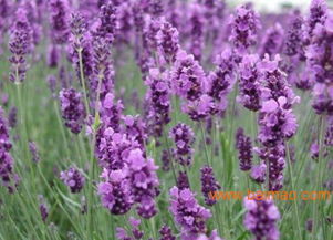薰衣草種子報價 濰坊劃算的草花種子哪里有供應(yīng),薰衣草種子報價 濰坊劃算的草花種子哪里有供應(yīng)生產(chǎn)廠家,薰衣草種子報價 濰坊劃算的草花種子哪里有供應(yīng)價格