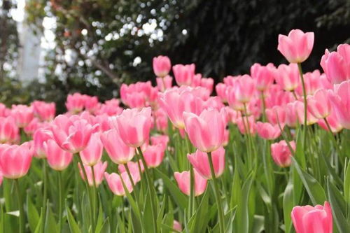 太美了 成都郁金香花海觀賞點(diǎn) 攻略匯總 部分還免費(fèi)