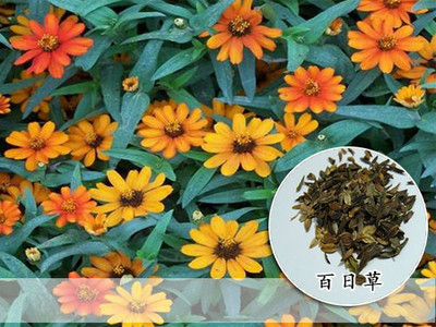 倒掛金種子適合在安陽種植么-江蘇四?；ɑ芊N子