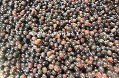 【刨花楠種子價格,香粉樹種子價格】價格,廠家,花卉種子、種苗-搜了網(wǎng)