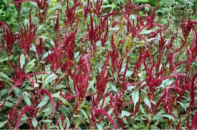 北京花仙子園藝 供應(yīng) 花卉種子 尾穗莧種子_仙人掌及多漿.