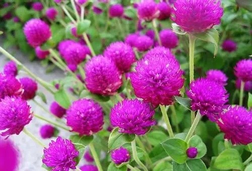 【千日紅 花卉種子春秋冬播室內(nèi)盆栽植物 庭院綠化 花草花.