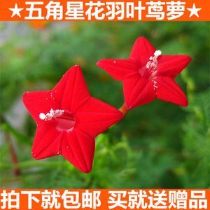 庭院陽臺爬藤花卉花種籽 五星花種子 蔦蘿種子 羽葉蔦蘿 圓葉蔦蘿