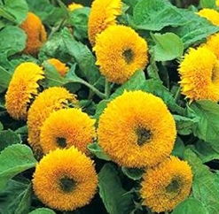 花卉種子,花卉種子生產(chǎn)廠家,花卉種子價(jià)格