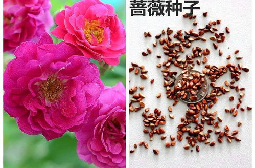 花卉種子,怎么選 春天了,撒一把花種子在盆里,等花開 品種