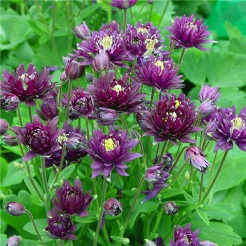 大花重瓣耬斗菜種子100粒四季開花多年生陽臺室內(nèi)外庭院花卉種子