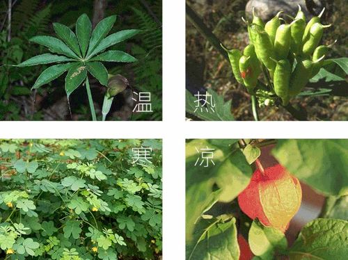 蝴蝶雨林探索,盡情探索農(nóng)業(yè)的奇妙和樂趣