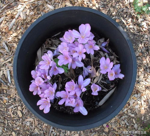 容易被誤以為是番紅花的秋水仙,要避免誤食,栽種時(shí)都要戴手套