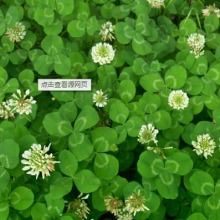 2019花卉種子種苗價(jià)格 報(bào)價(jià) 花卉種子種苗批發(fā) 第2頁 種子網(wǎng)