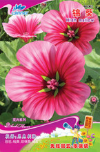 【h種子】最新最全h種子 產(chǎn)品參考信息