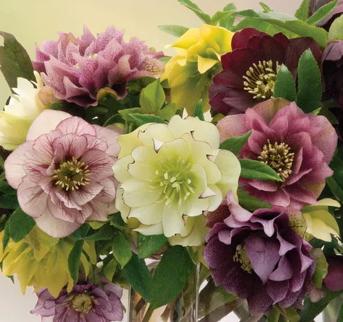 5種皮實(shí)花,越冷越水靈,外面天寒地凍,家里開滿鮮花