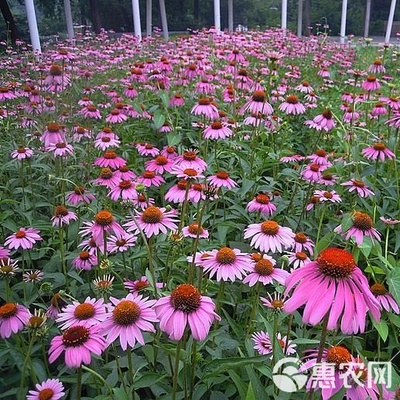 松果菊種子紫錐花景觀花海四季易種多年生紫錐菊卉春秋播庭院花卉