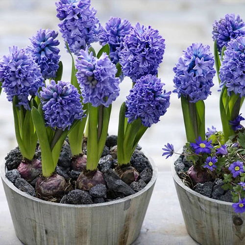 2018流行養(yǎng)這5種花卉室內(nèi)盆栽,好看不貴又好養(yǎng)