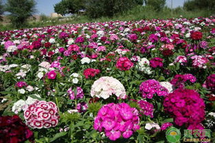 花卉養(yǎng)殖 宿根花卉在園林中的應(yīng)用優(yōu)勢有哪些