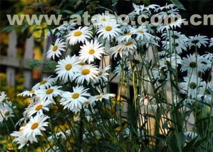 ,價(jià)格,廠家,供應(yīng)商,花木,青州市芳青花卉苗木專業(yè)合作社 熱賣促銷 阿土伯網(wǎng)