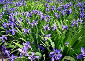 虞美人的盛產(chǎn)基地