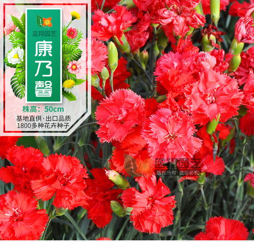 康乃馨種子丨花卉種子丨香石竹種子丨花卉種子批發(fā)