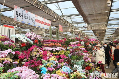 氛圍感 滿格 青島第三屆年宵花節(jié)來了 60多種花卉等您來挑