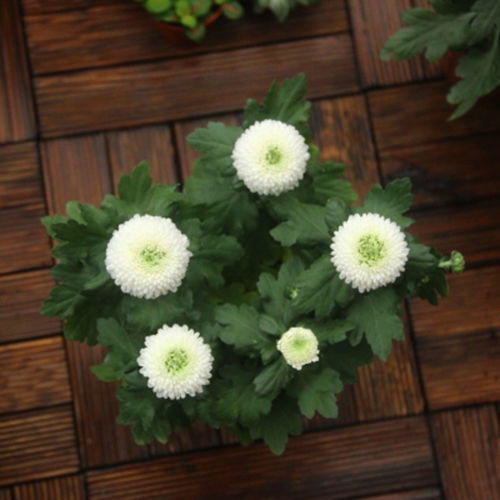 包發(fā)芽 乒乓菊種子球行菊花四季易種活室內(nèi)外陽臺(tái)鮮花盆栽種子