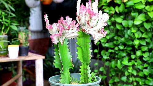 3種植物威武又美觀很好養(yǎng),家里種植1盆,寓意很好還是 鎮(zhèn)宅花