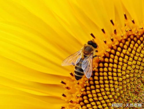 下午三點(diǎn)易困倦 十大超級能量食品助你快速消除疲勞