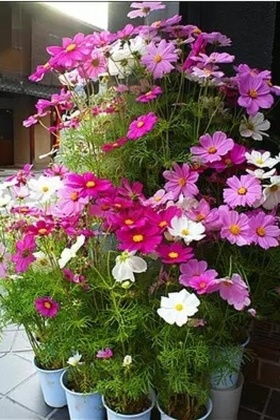 三葉草綠色運(yùn)動(dòng)衛(wèi)衣搭配圖片 三葉草綠色運(yùn)動(dòng)衛(wèi)衣怎么搭配 三葉草綠色運(yùn)動(dòng)衛(wèi)衣如何搭配 愛蘑菇街