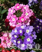 【盆景植物種子】最新最全盆景植物種子 產(chǎn)品參考信息