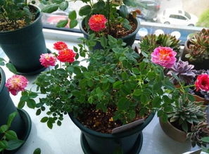 這7種花卉可觀花也可賞葉,適合做室內(nèi)盆栽,好看好養(yǎng),一舉兩得