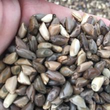 2019花卉種子種苗價(jià)格 報(bào)價(jià) 花卉種子種苗批發(fā) 第2頁 種子網(wǎng)