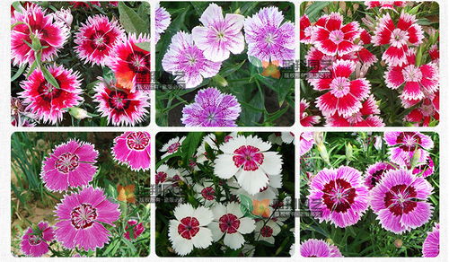 花卉種子 三寸石竹 少女石竹 種子批發(fā) 盆栽種子