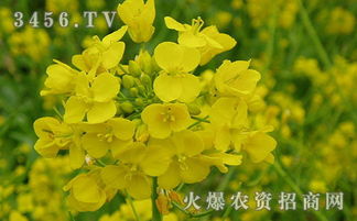 油菜什么時(shí)候種,油菜的種植時(shí)間