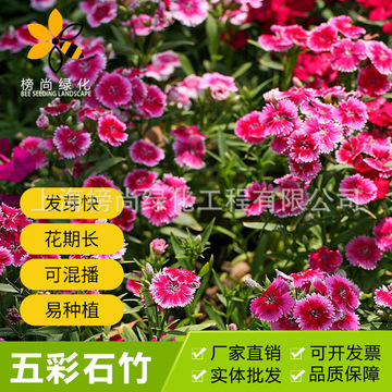 五彩石竹花籽四季矮桿花卉種子常夏石竹美國石竹多年生草花種子
