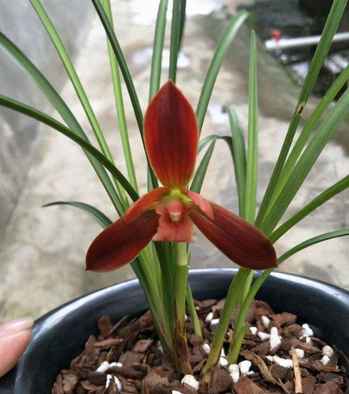 蘭花中的經(jīng)典老種 紅河紅 瓣型厚實,花色喜慶,是云南色花之王