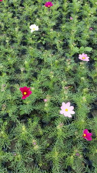 波斯菊花卉種子報價 廠家