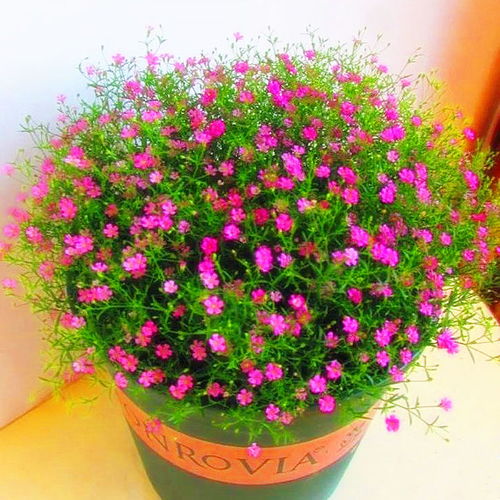 精品滿天星花種子四季易種花開不斷凈化空氣室內(nèi)陽臺盆栽花卉草籽