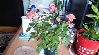 這種很小棵的開的花像玫瑰一樣的是什么植物啊 怎么養(yǎng)啊 買回來還沒有換盆,什么季節(jié)給它換盆合適呢 買