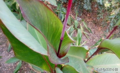 這種植物,花里有 蜜糖 ,過去農(nóng)村娃愛采食,殊不知根莖更珍貴