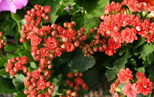 冬季養(yǎng)好長壽花必須要了解的事 不然怎么死的,你都不知道