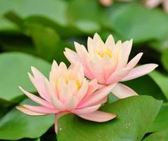 河北花卉種子 種苗批發(fā) 可靠的河北花卉種子 種苗廠家貨源 供應(yīng)信息